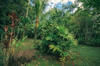A lush tropical garden with a variety of green plants and trees, including palm trees and vibrant red and green foliage. The ground is covered in grass, and there is a large rock in the foreground.