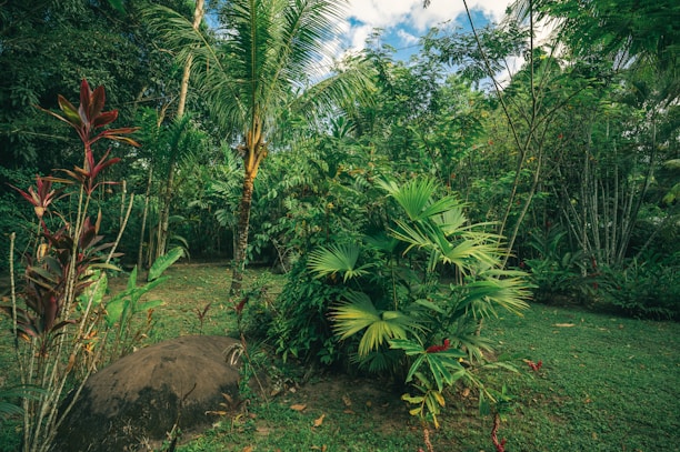 A lush tropical garden with a variety of green plants and trees, including palm trees and vibrant red and green foliage. The ground is covered in grass, and there is a large rock in the foreground.