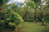 A lush, tropical garden with a variety of green plants and trees. The dense foliage includes palm trees, ferns, and other tropical vegetation. The scene is serene and natural, with a light filtering through the canopy and casting gentle shadows on the grass below.