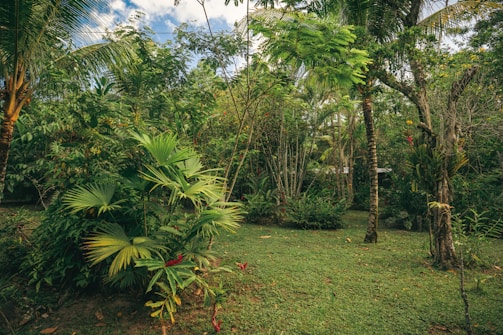A lush, tropical garden with a variety of green plants and trees. The dense foliage includes palm trees, ferns, and other tropical vegetation. The scene is serene and natural, with a light filtering through the canopy and casting gentle shadows on the grass below.