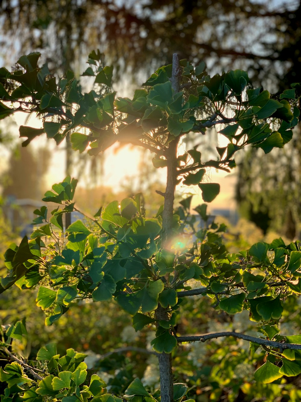 green leaf plant during daytime