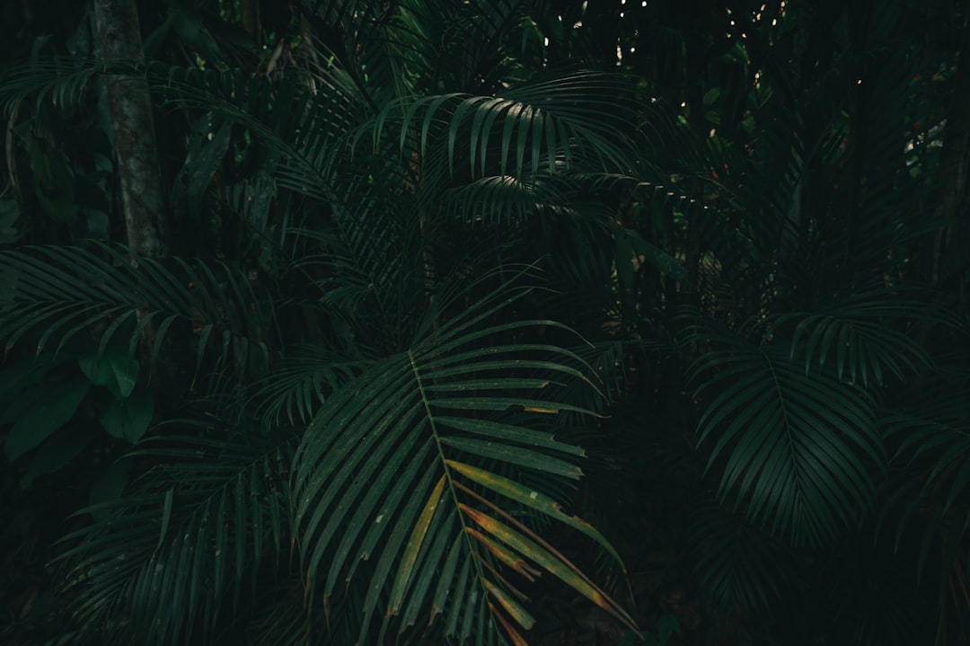 green palm tree during daytime