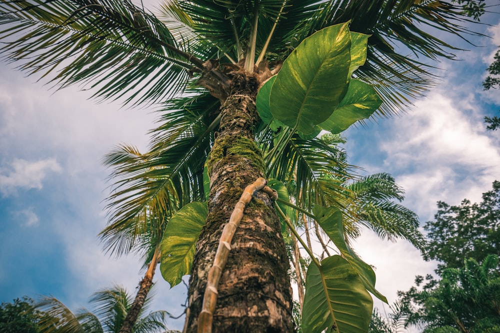 green palm tree under blue sky during daytime