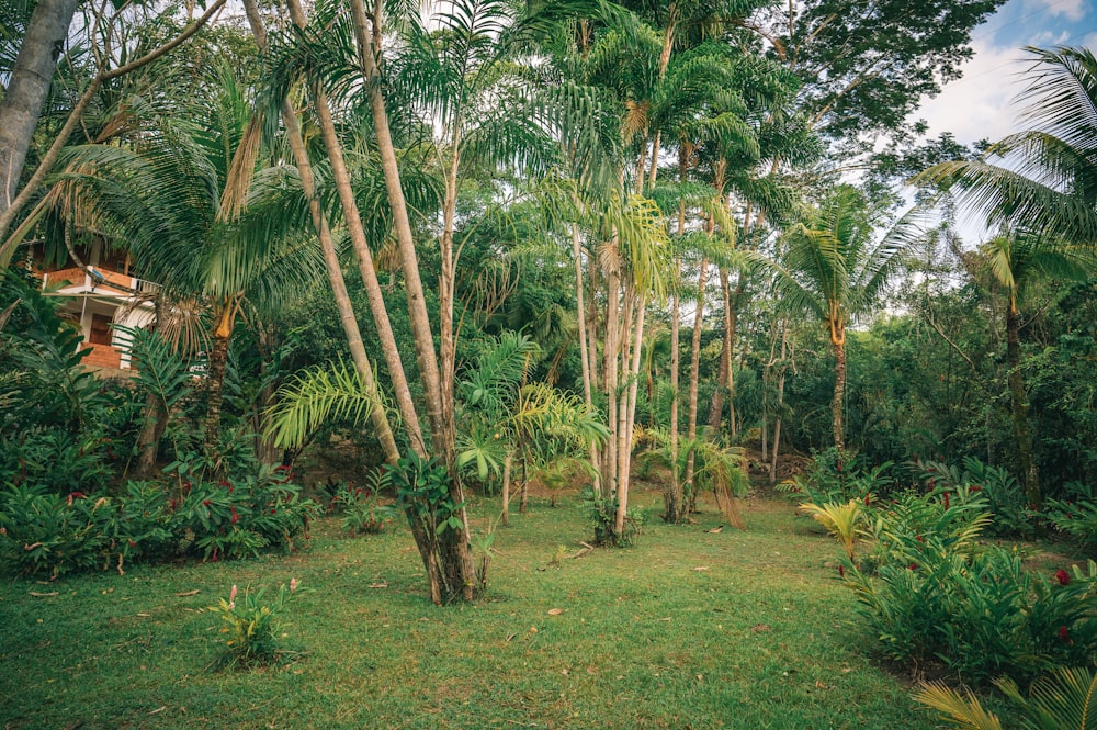 green palm trees on green grass field during daytime