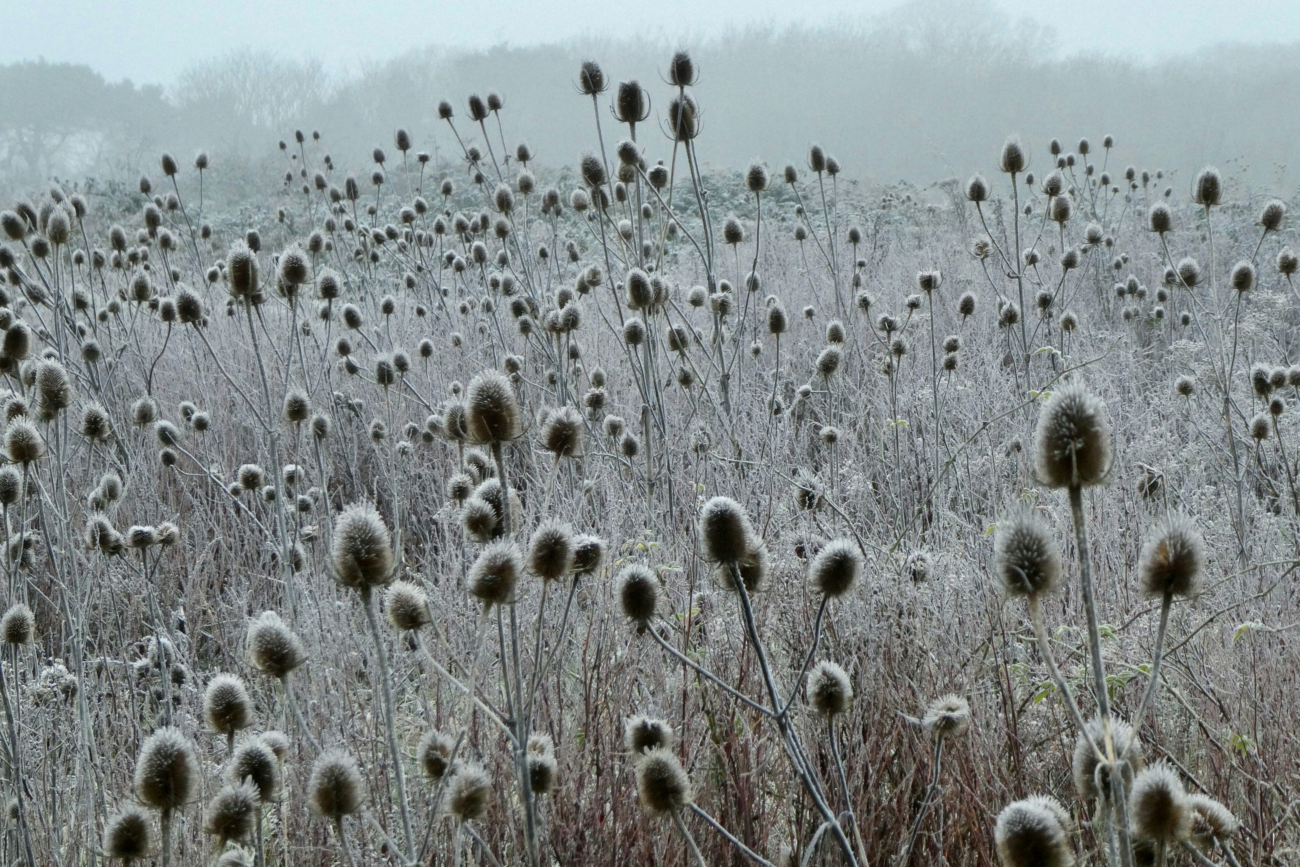 white dandelion field during daytime