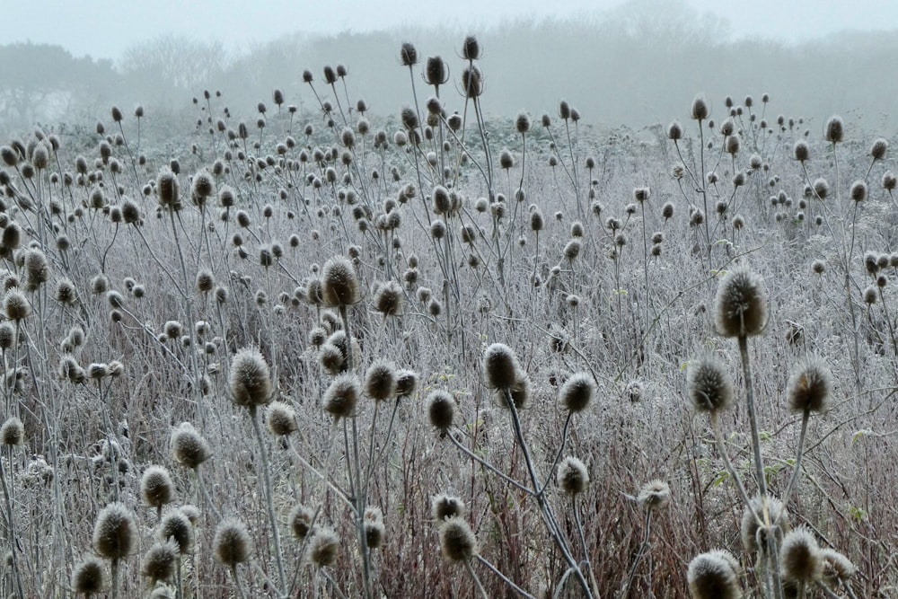 Campo de diente de león blanco durante el día