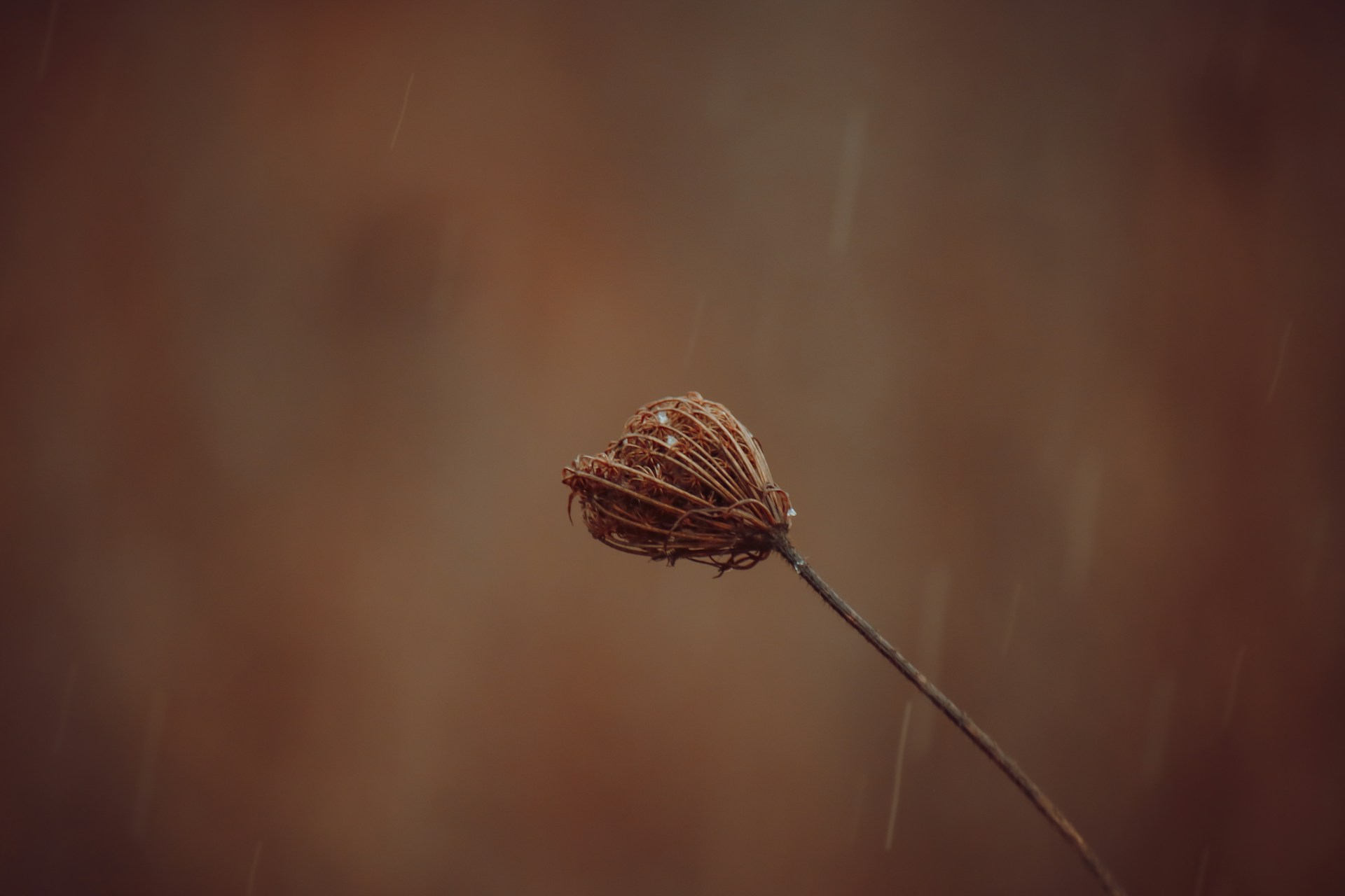 brown dried flower in tilt shift lens