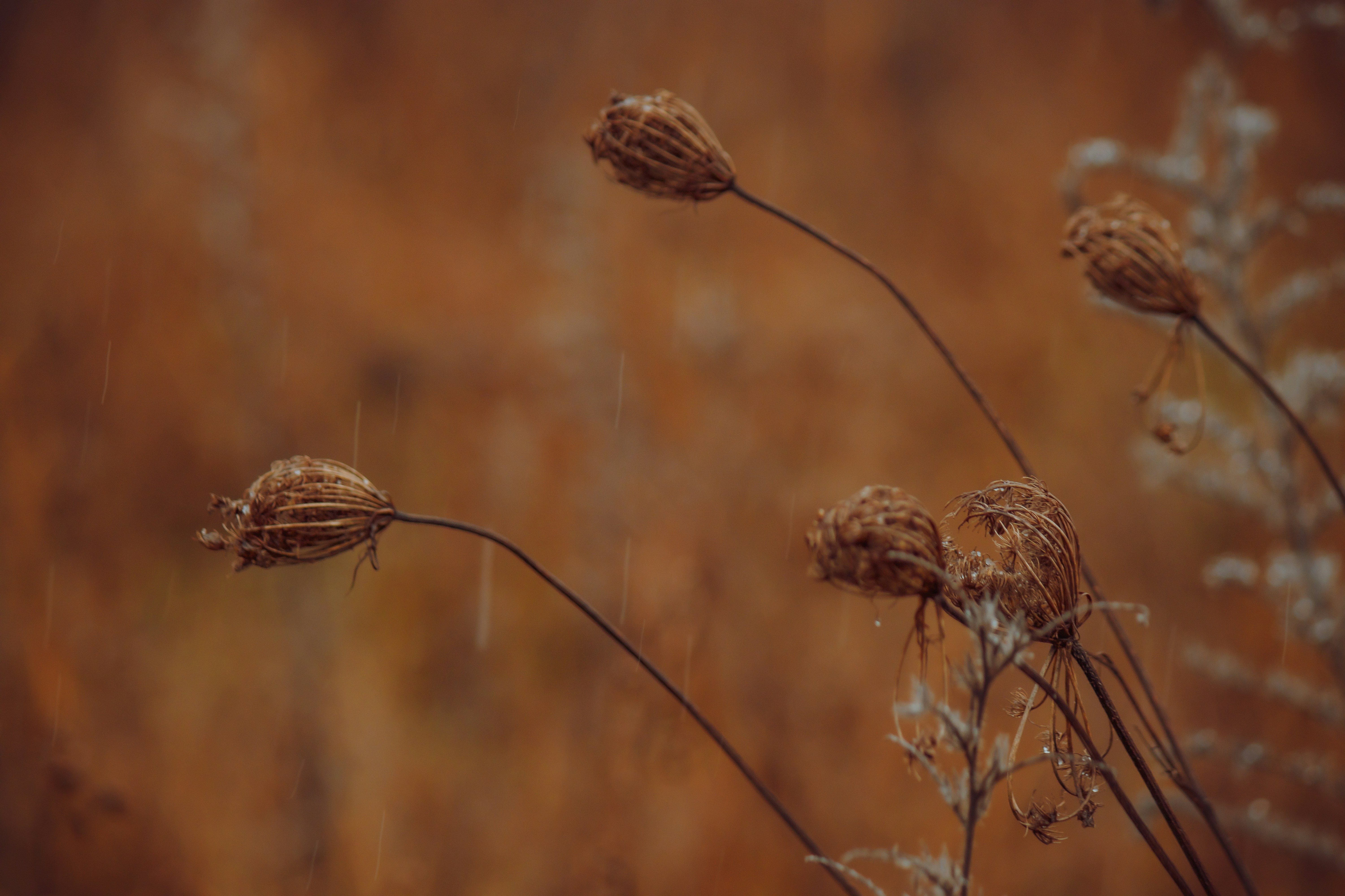 Photo by elisamoldovan