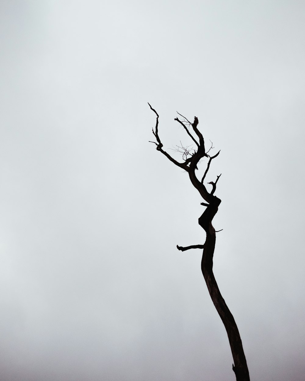 galho de árvore marrom com nuvens brancas