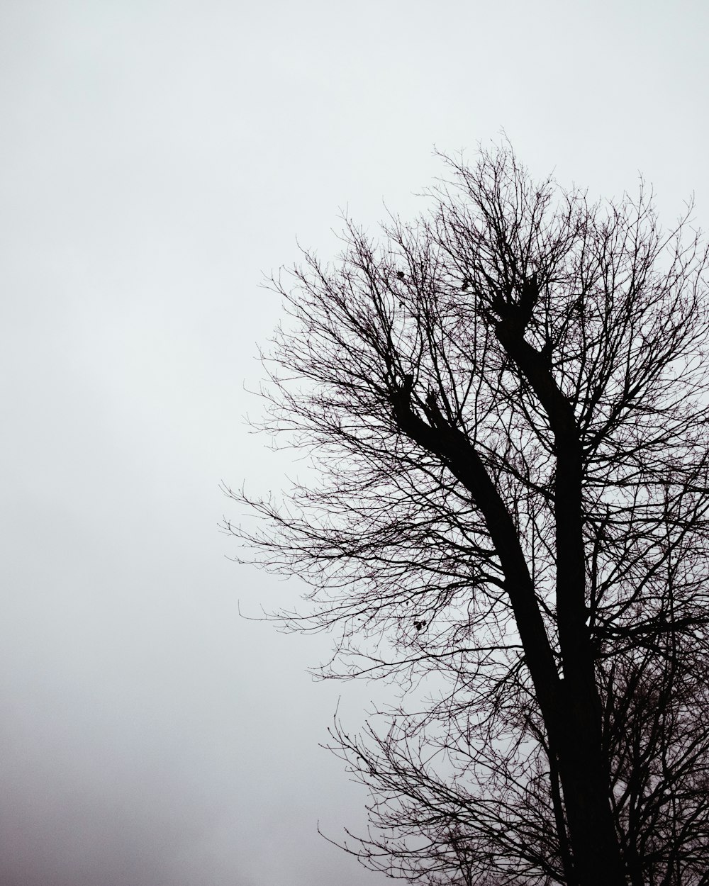 leafless tree under white sky