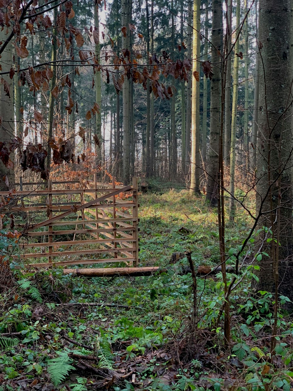 brown wooden fence in forest during daytime