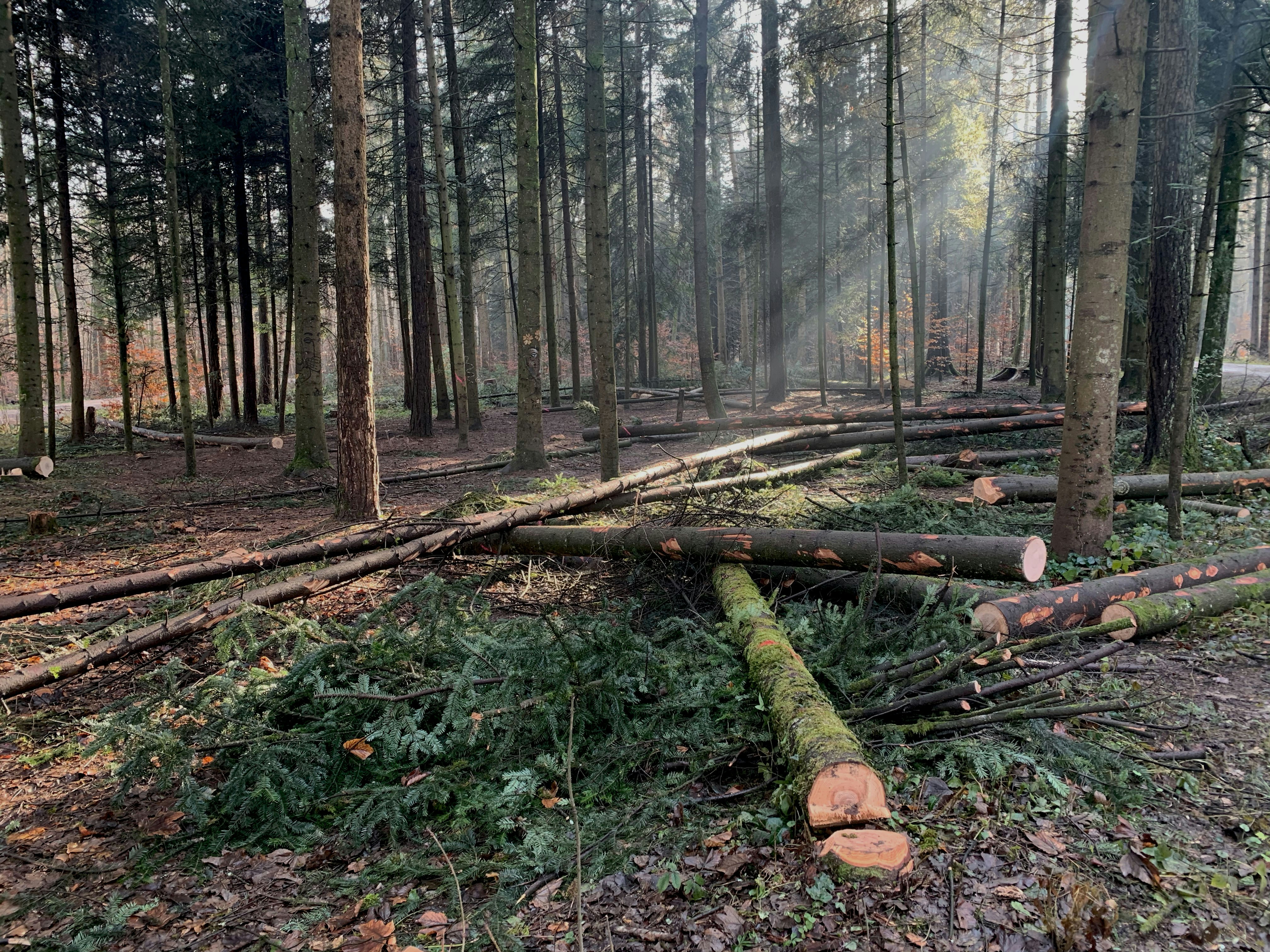 brown tree trunk on ground