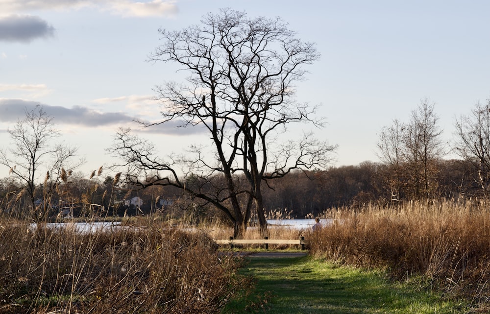 bare trees on green grass field during daytime