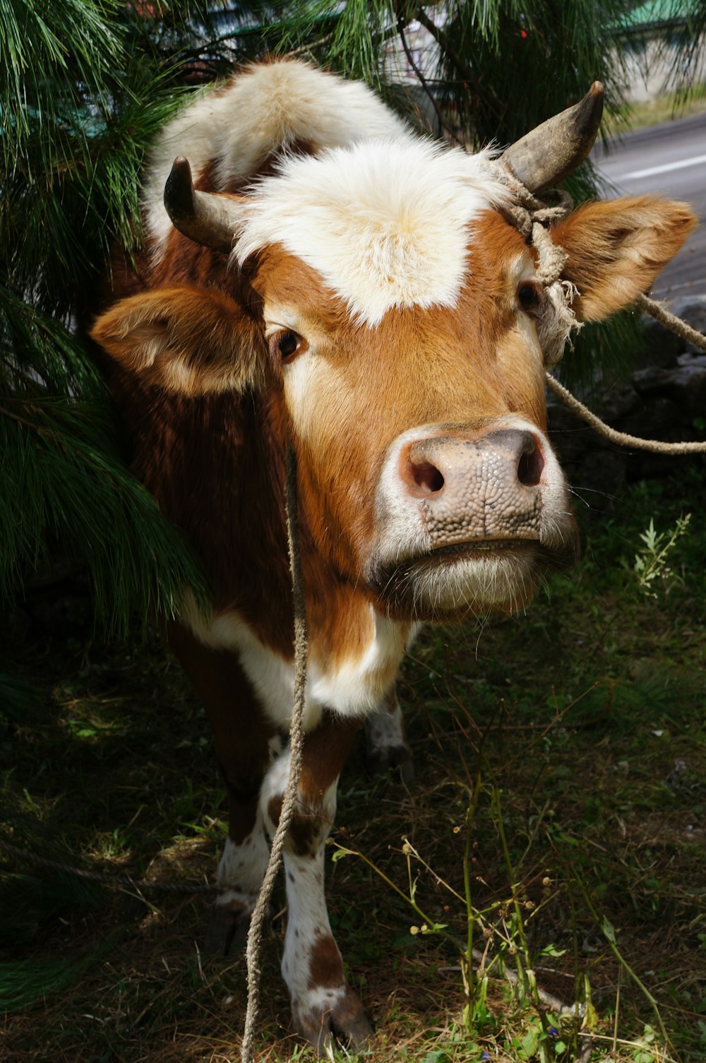 brown and white cow on green grass field during daytime