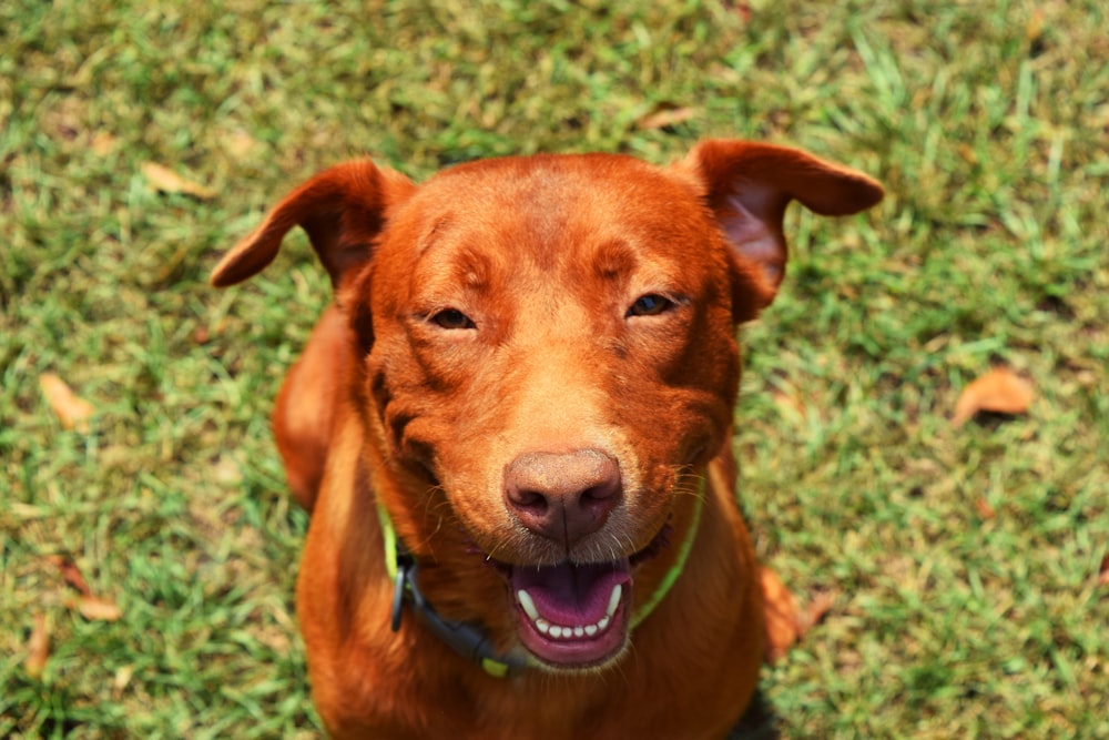 brown short coated medium sized dog sitting on green grass during daytime