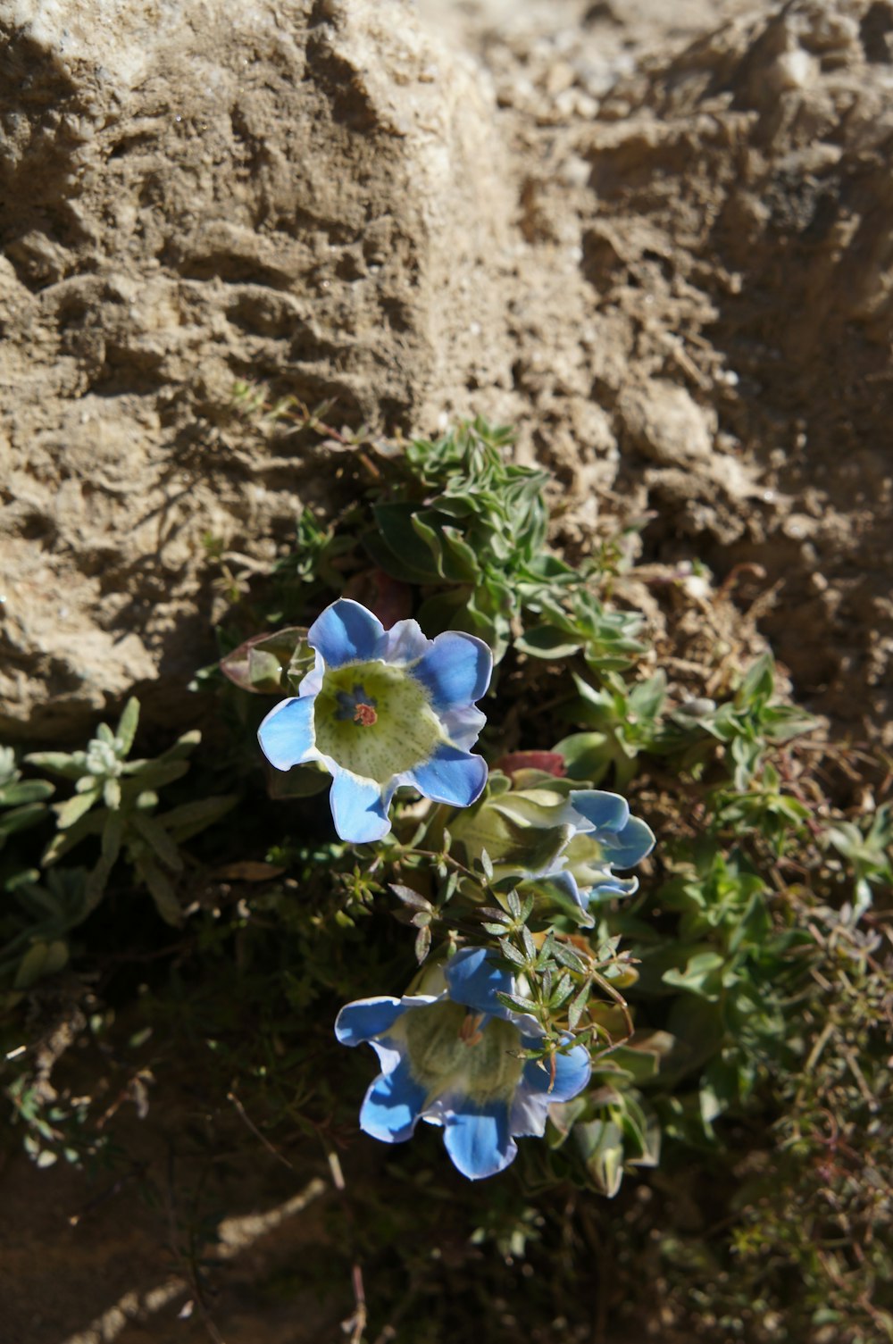 blue flower with green leaves