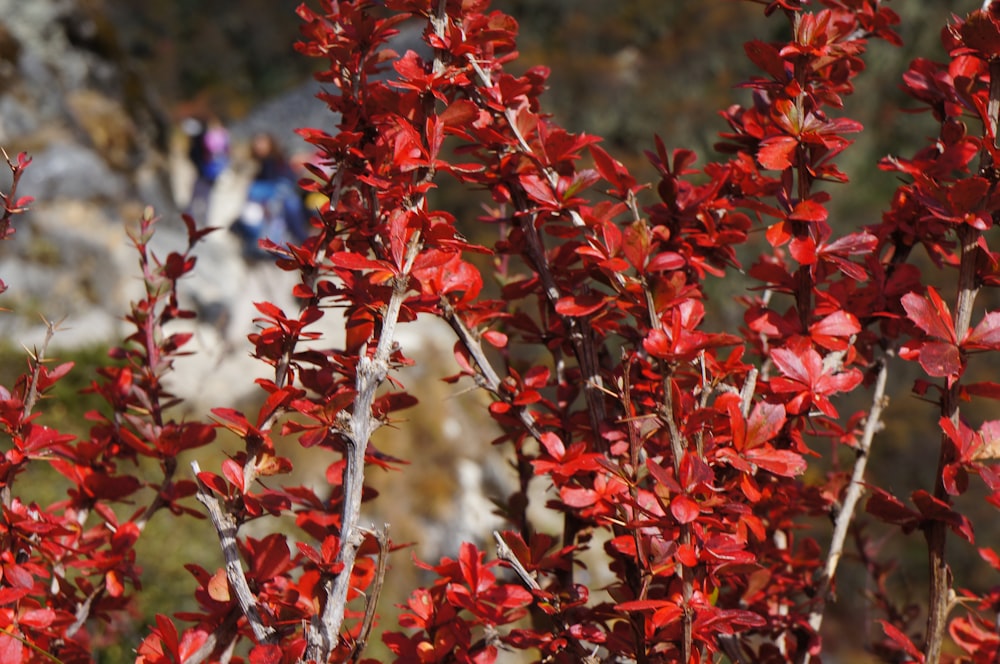 red leaves in tilt shift lens