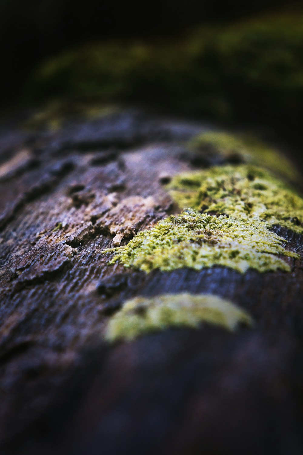 tronco de árbol marrón y verde