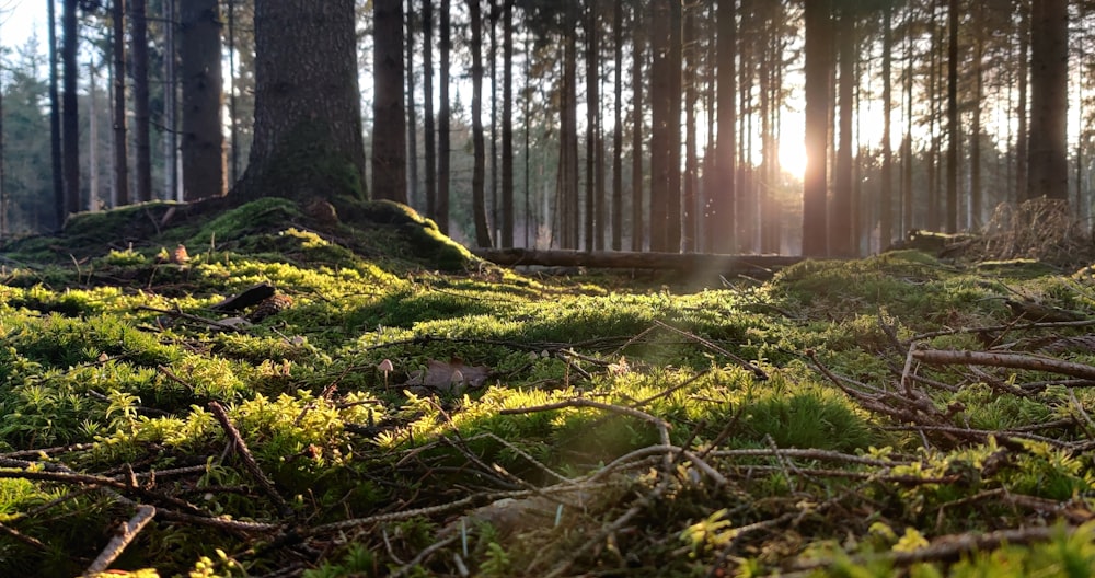 green grass and trees during daytime