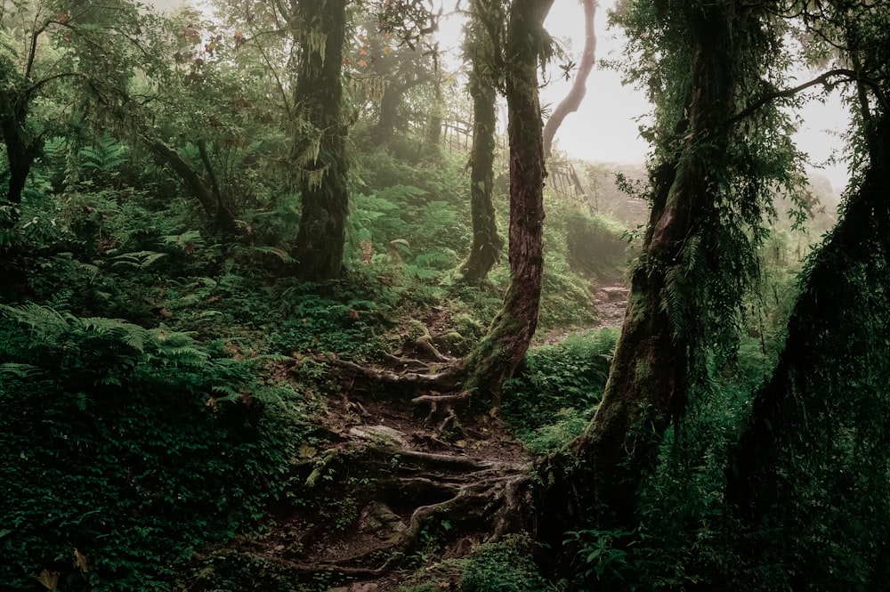 green trees on forest during daytime