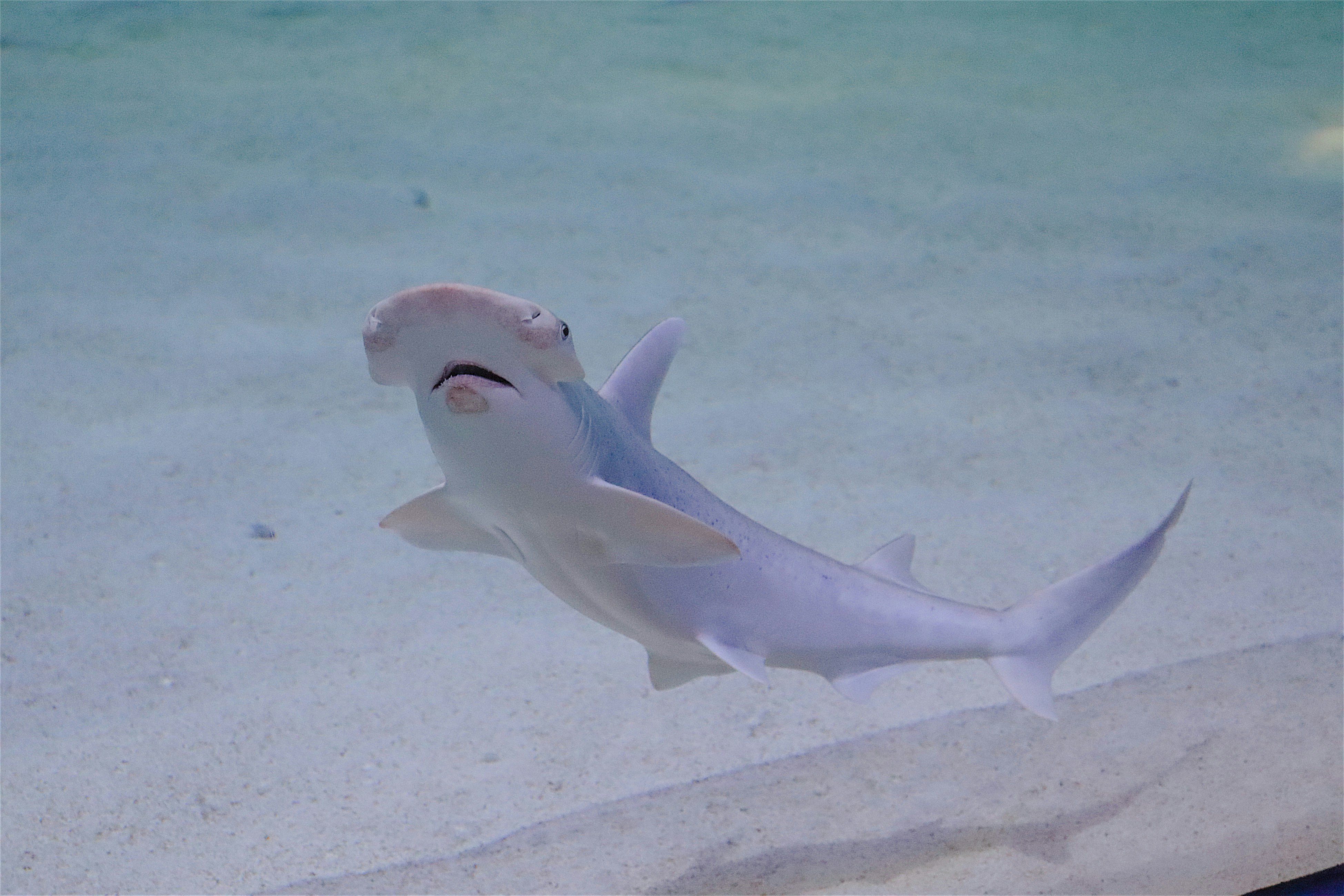 white shark in the water