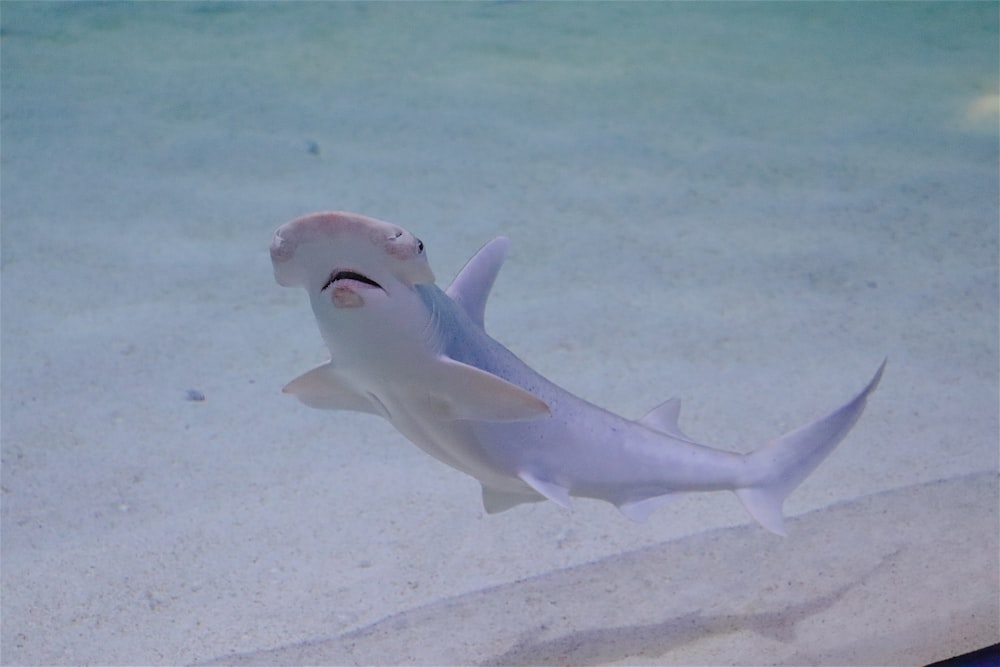 white shark in the water