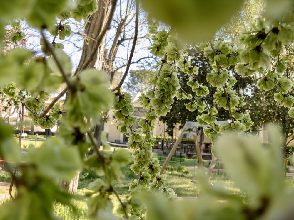 green tree on green grass field during daytime