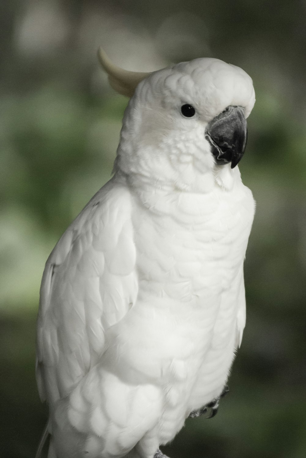 white bird in tilt shift lens