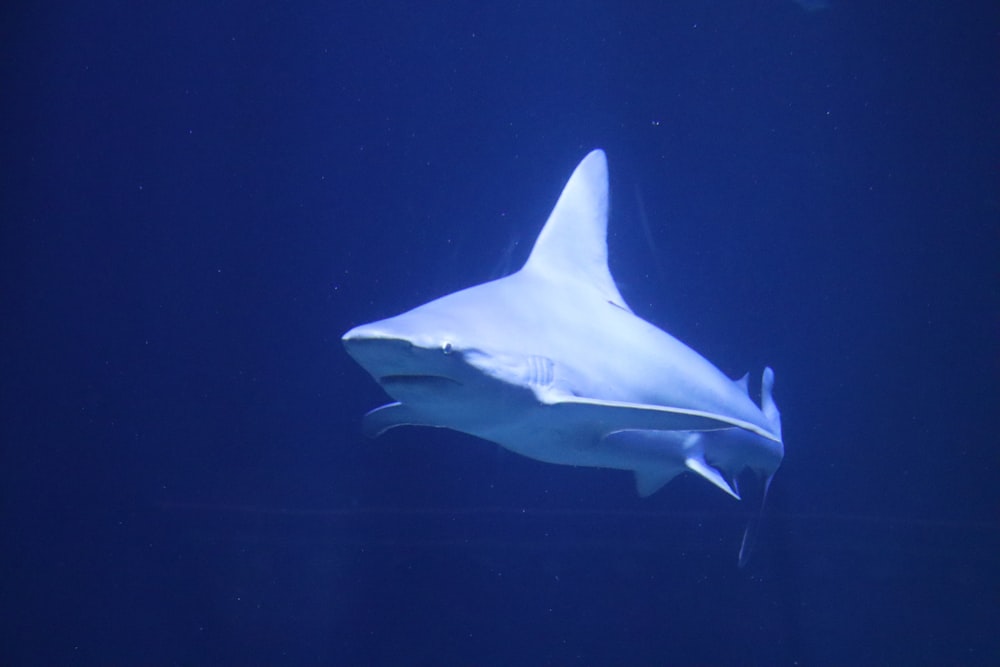 white and black shark underwater