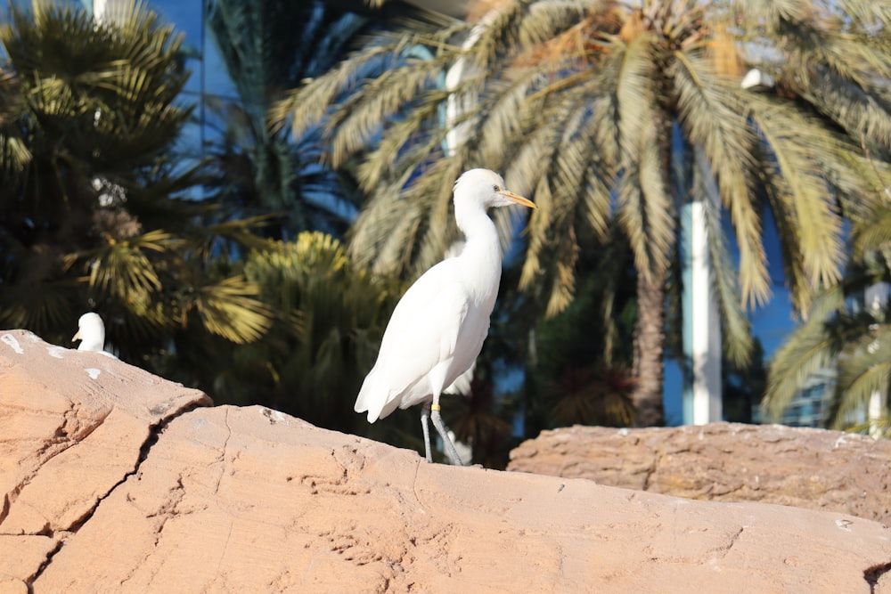 Weißer Vogel auf braunem Felsen