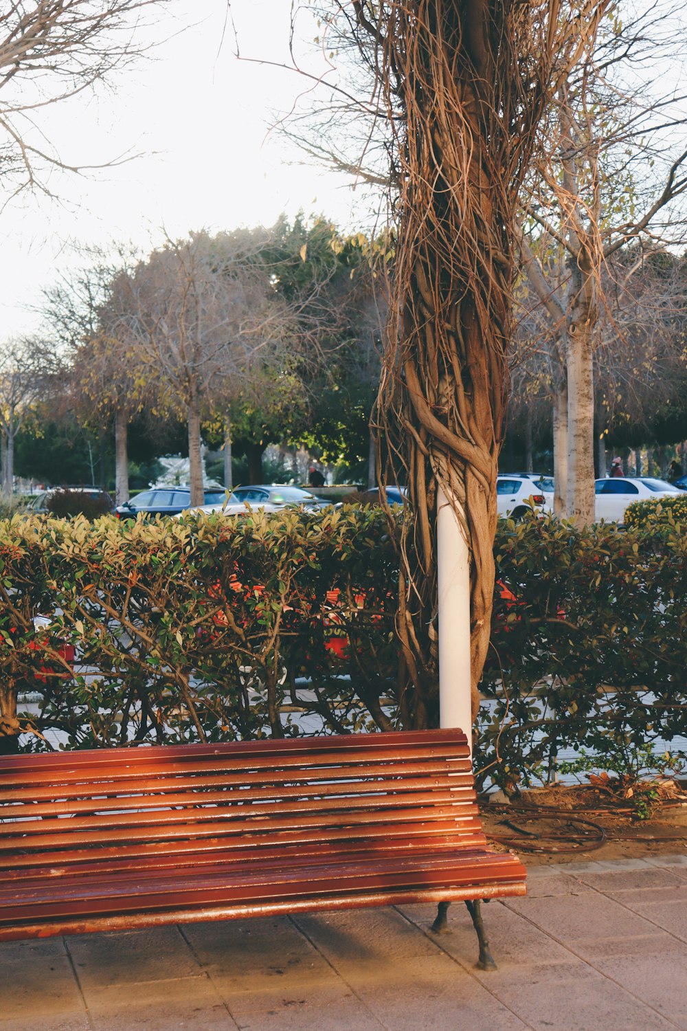 brown wooden bench near green leaf tree during daytime