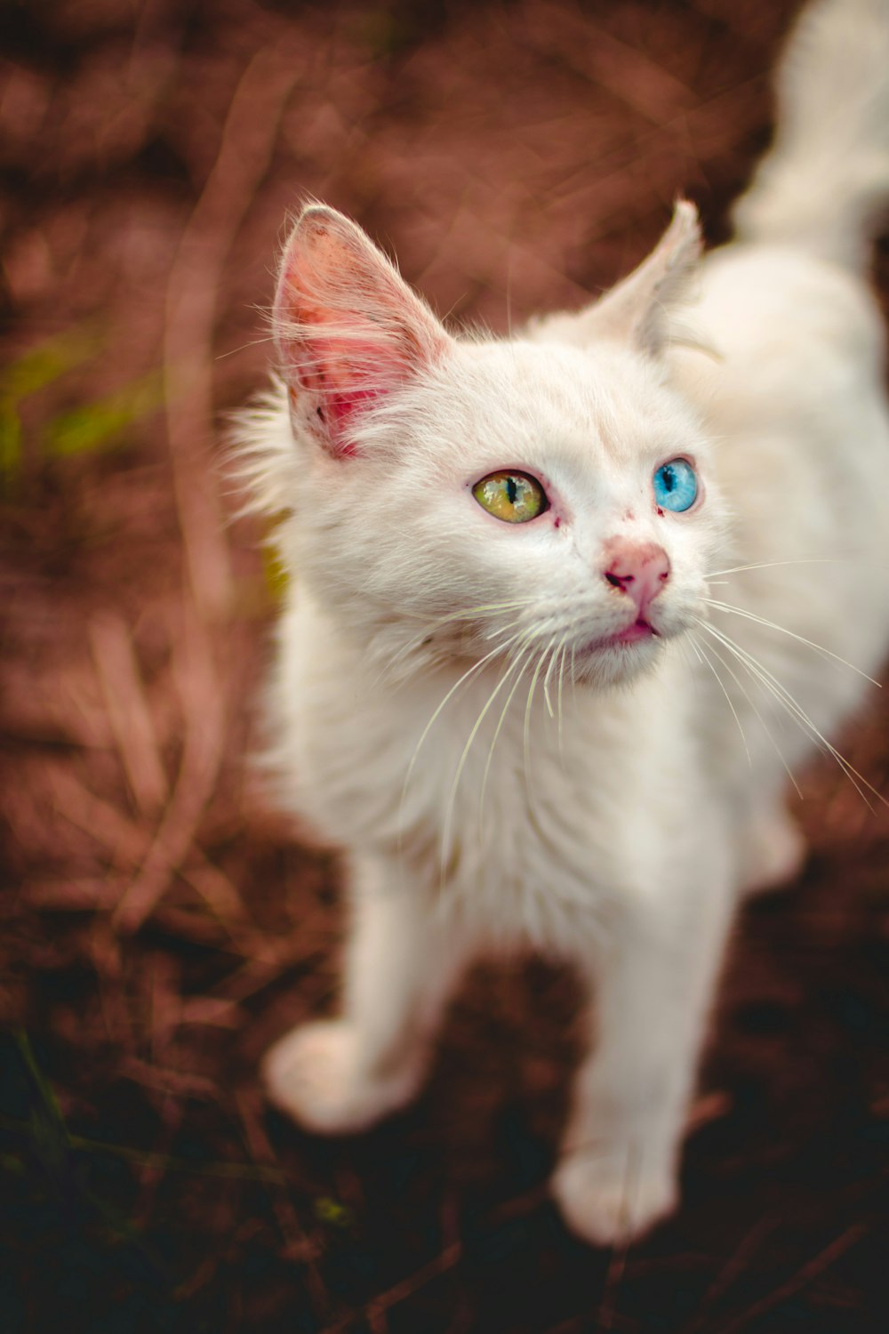 white cat on brown dried leaves