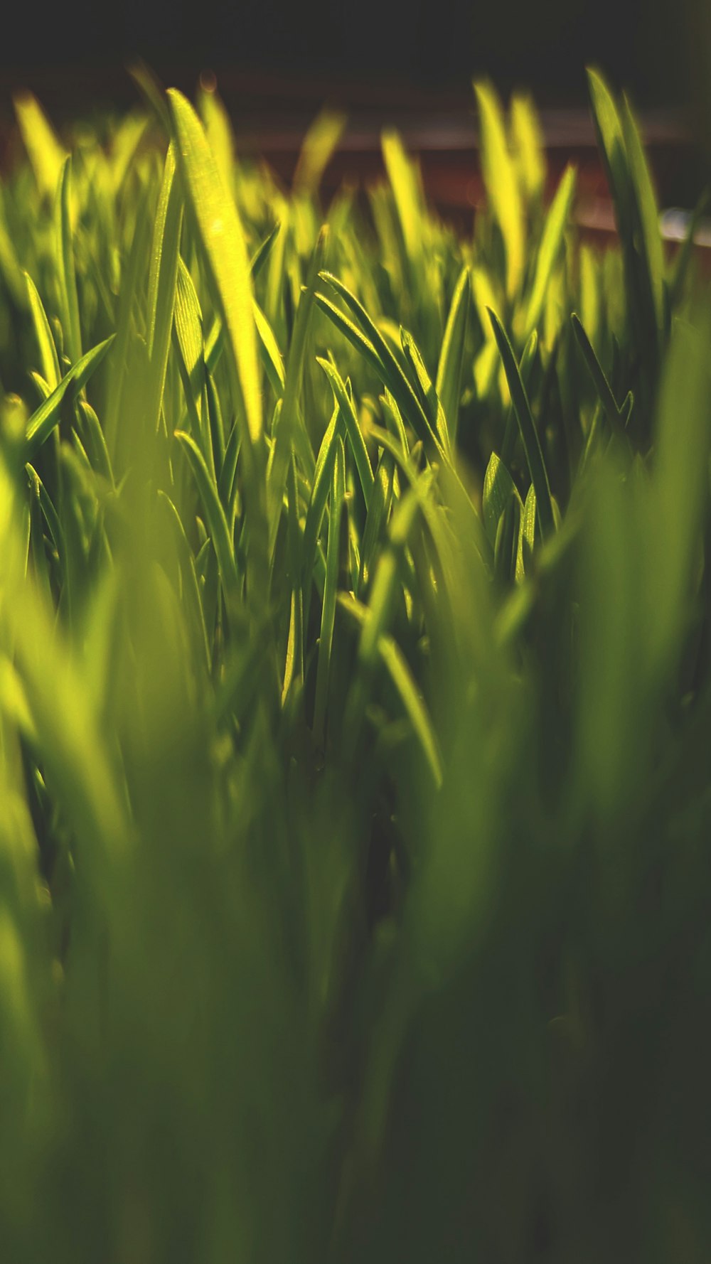 green grass in close up photography