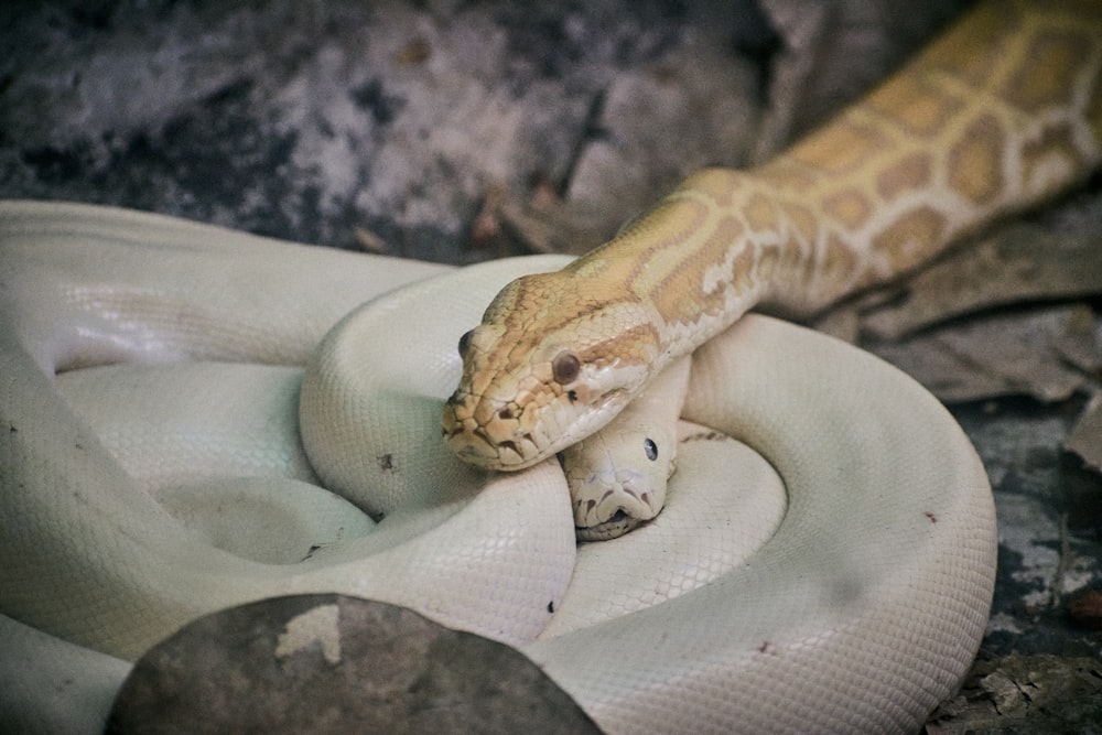 brown and white snake on white and gray flip flop