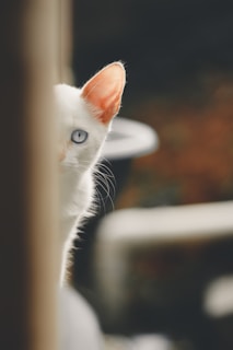 A white cat with striking blue eyes is partially hidden behind a vertical surface, with one eye and ear prominently visible. The background is blurred, giving a sense of depth and focus on the cat's face.