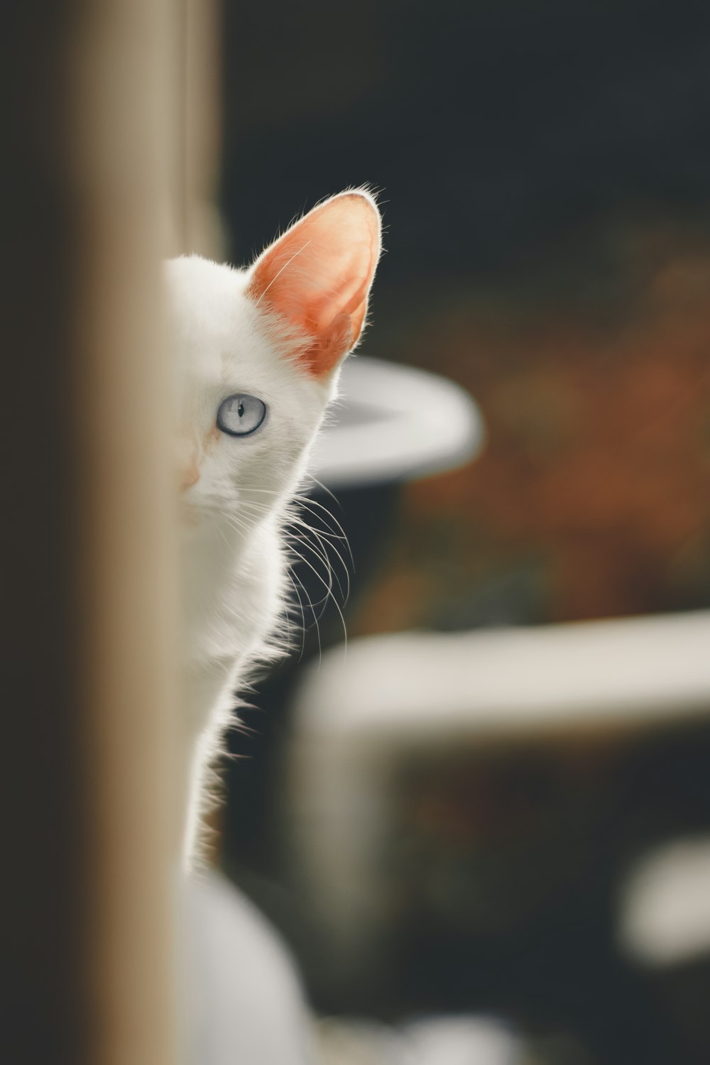 white cat on brown wooden fence during daytime