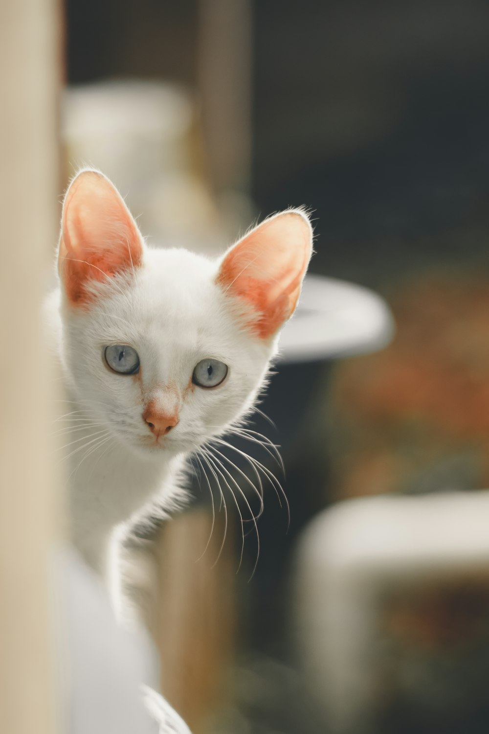 white cat in tilt shift lens