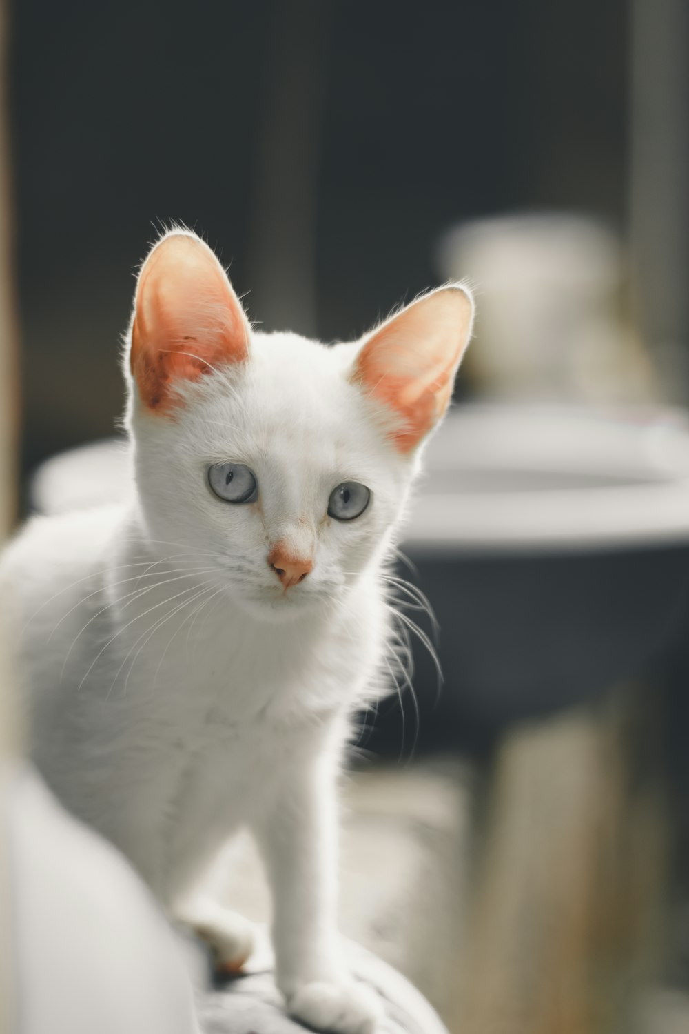 white cat on white table