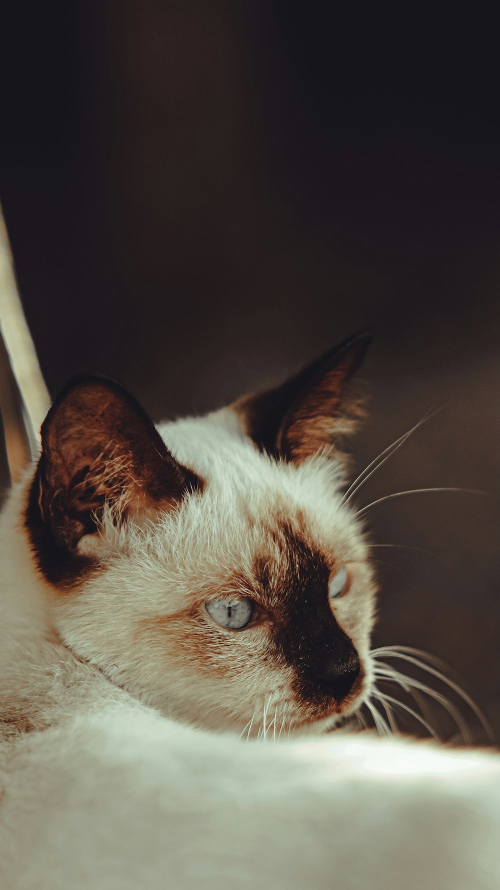 white and brown cat on black background