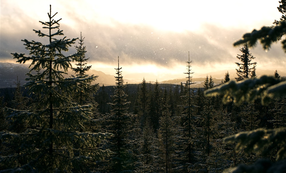 green pine trees under white clouds