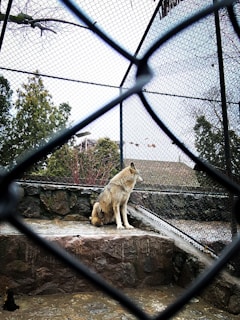 A lone wolf sits solemnly on a rocky platform inside an enclosed area with chain-link fencing. The sky in the background is overcast, and there are trees visible outside the enclosure.
