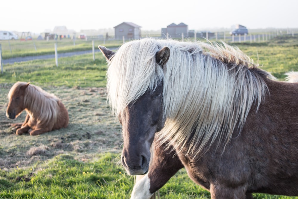 black and white horse on green grass field during daytime