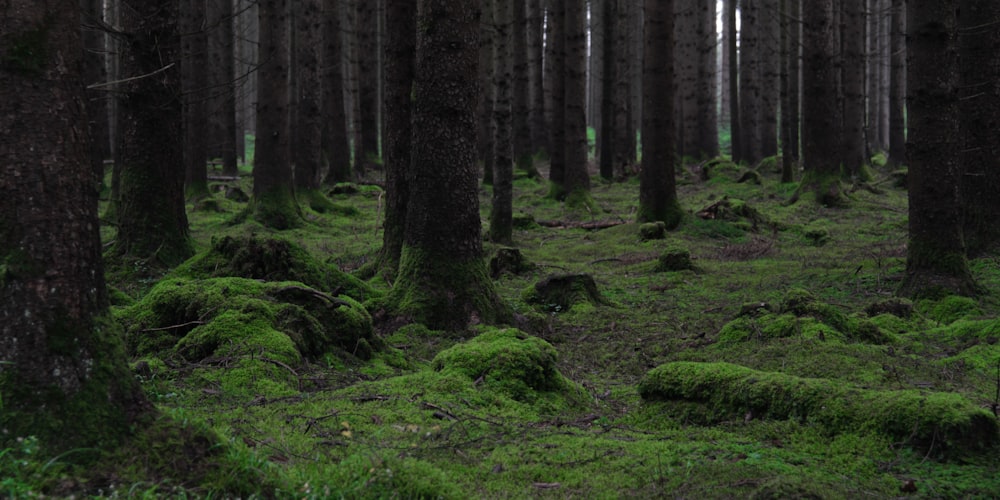 green grass and trees during daytime