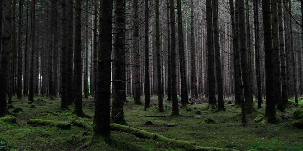 green grass field with trees