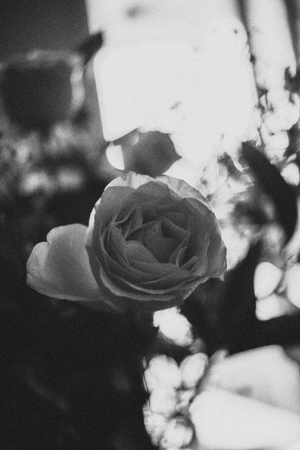 Photo en niveaux de gris de fleur de rose