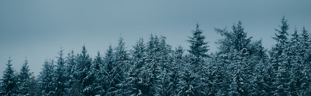 a group of trees covered in snow on a cloudy day