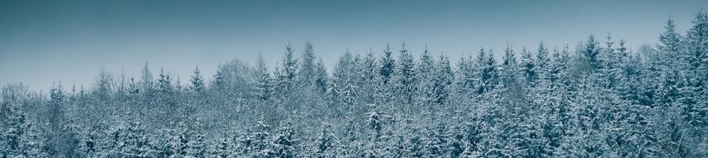 a snow covered forest filled with lots of trees