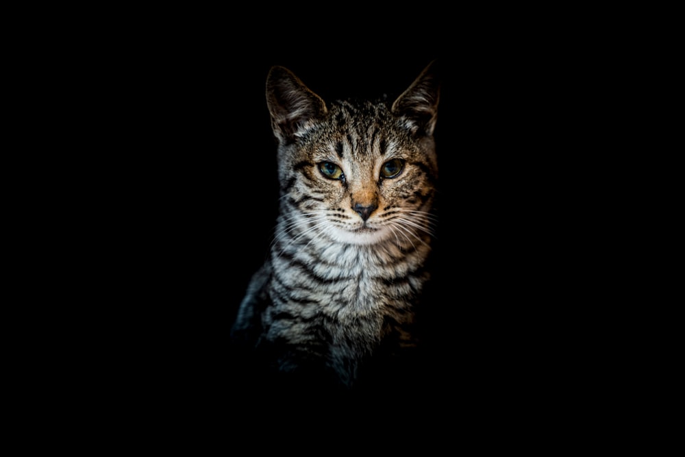 brown tabby cat in black background