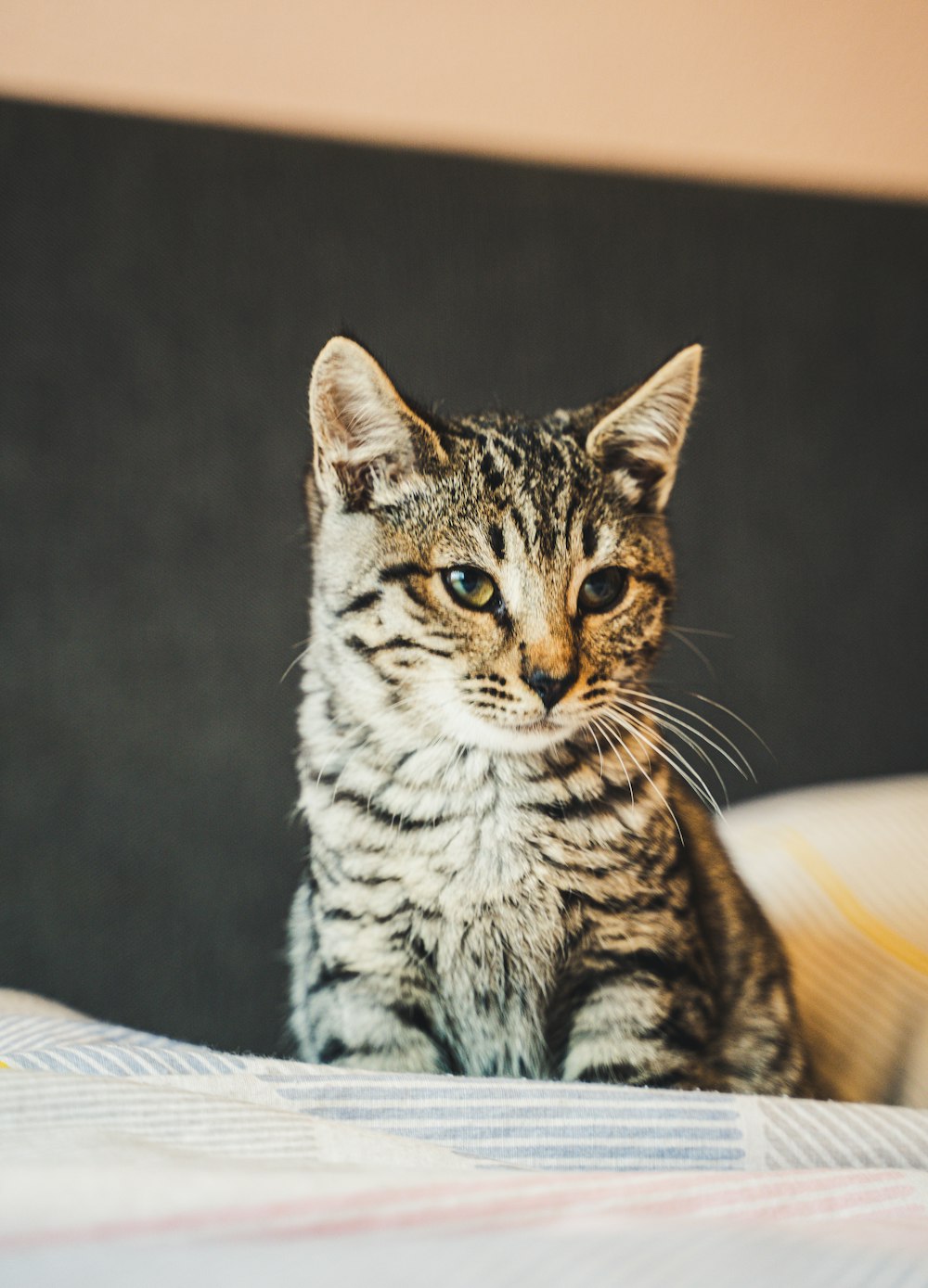 brown tabby cat on white textile