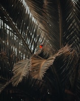 black and red bird on green palm tree